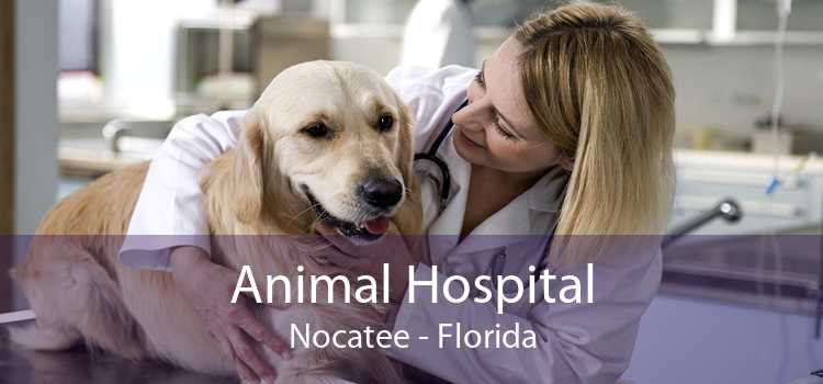 Animal Hospital Nocatee - Florida