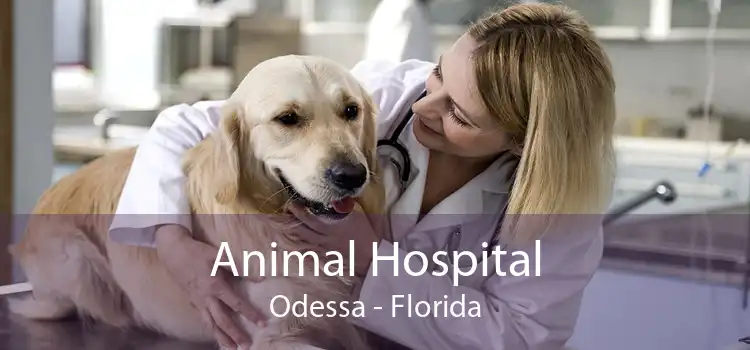 Animal Hospital Odessa - Florida