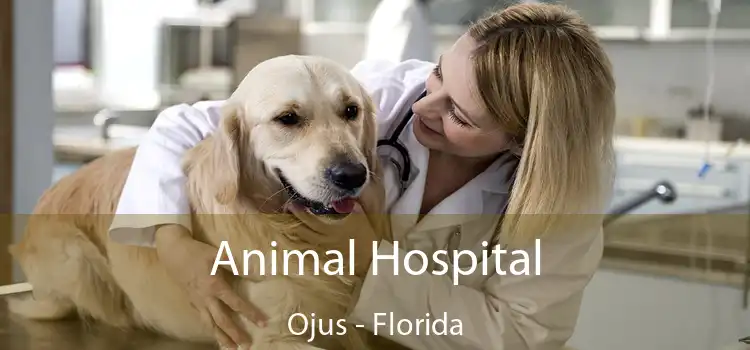 Animal Hospital Ojus - Florida