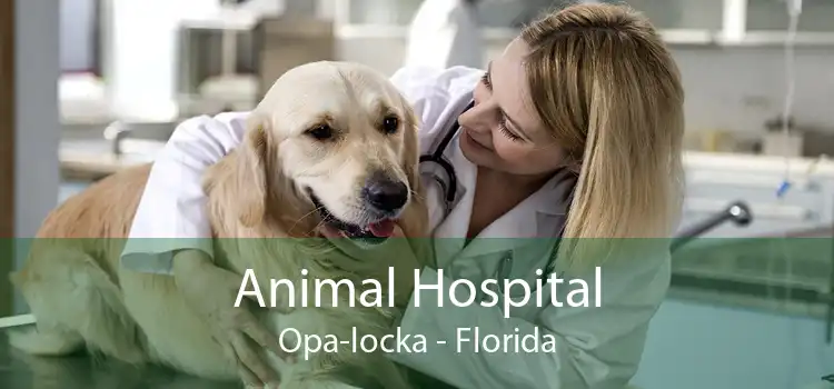 Animal Hospital Opa-locka - Florida