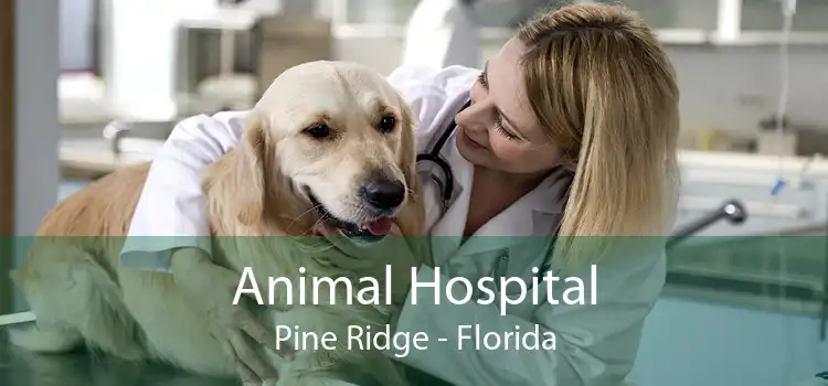 Animal Hospital Pine Ridge - Florida