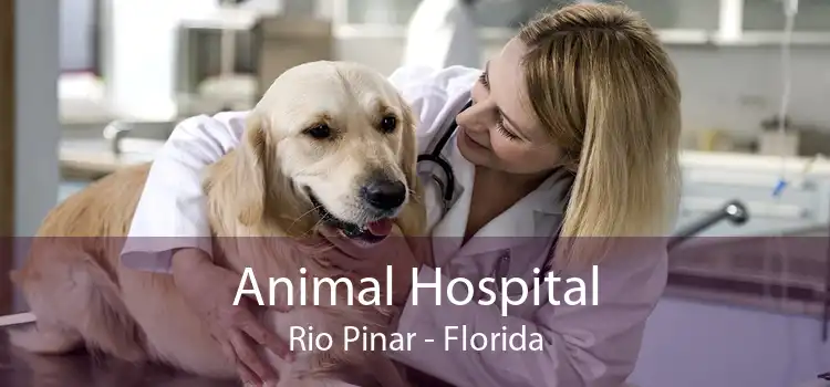 Animal Hospital Rio Pinar - Florida