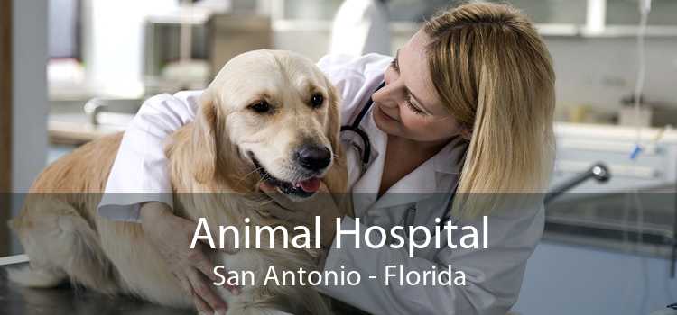 Animal Hospital San Antonio - Florida