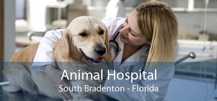 Animal Hospital South Bradenton - Florida