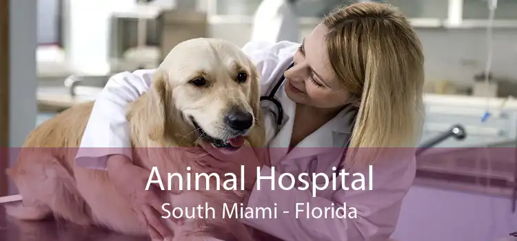Animal Hospital South Miami - Florida