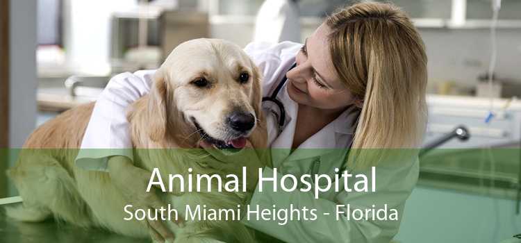 Animal Hospital South Miami Heights - Florida