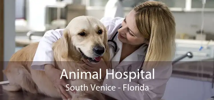Animal Hospital South Venice - Florida