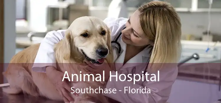 Animal Hospital Southchase - Florida