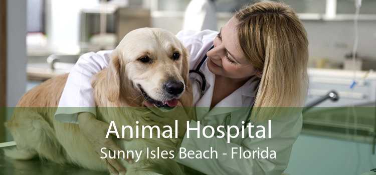 Animal Hospital Sunny Isles Beach - Florida