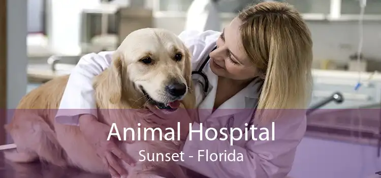 Animal Hospital Sunset - Florida