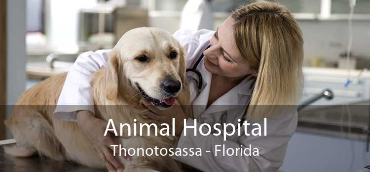 Animal Hospital Thonotosassa - Florida