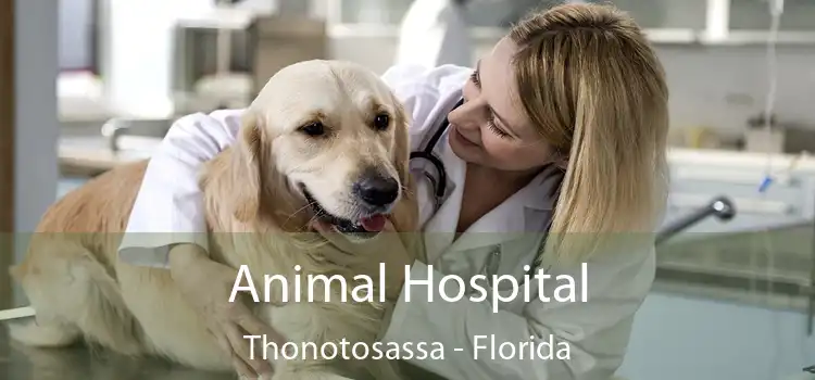 Animal Hospital Thonotosassa - Florida