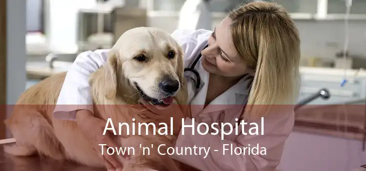 Animal Hospital Town 'n' Country - Florida