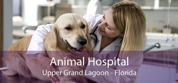 Animal Hospital Upper Grand Lagoon - Florida