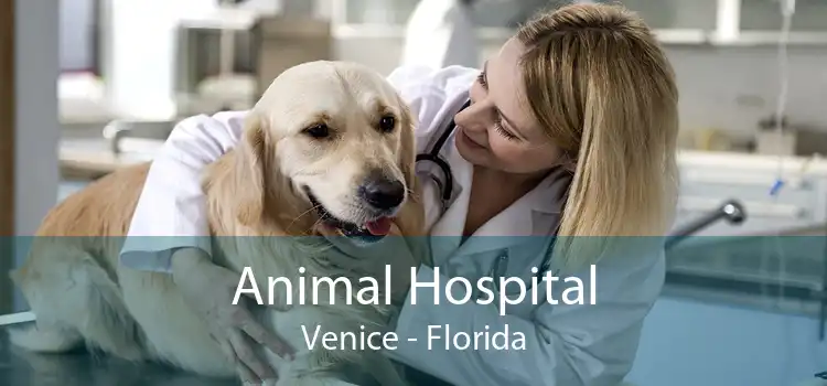 Animal Hospital Venice - Florida