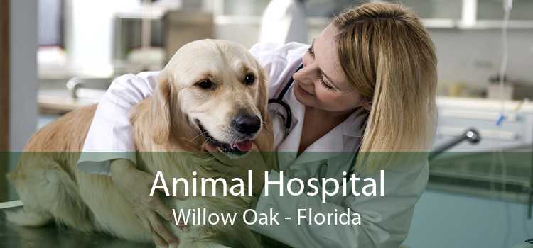 Animal Hospital Willow Oak - Florida
