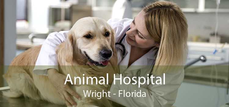 Animal Hospital Wright - Florida