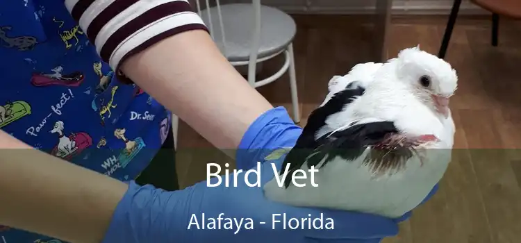 Bird Vet Alafaya - Florida