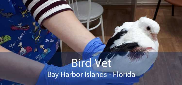 Bird Vet Bay Harbor Islands - Florida