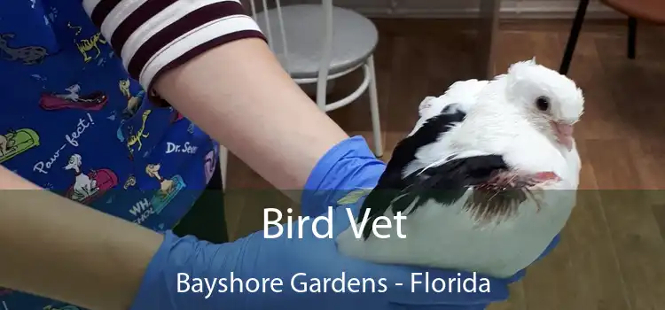 Bird Vet Bayshore Gardens - Florida