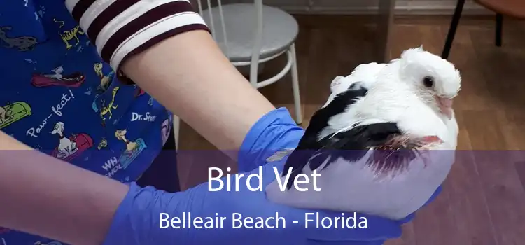 Bird Vet Belleair Beach - Florida