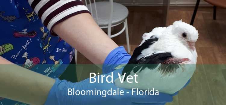 Bird Vet Bloomingdale - Florida