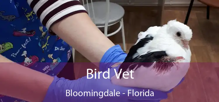 Bird Vet Bloomingdale - Florida