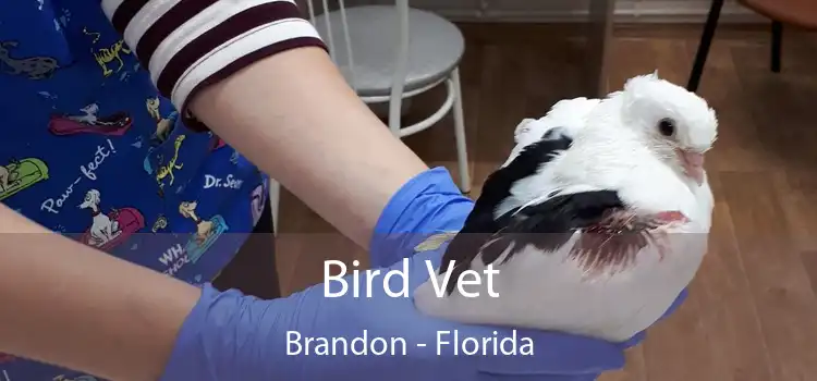 Bird Vet Brandon - Florida