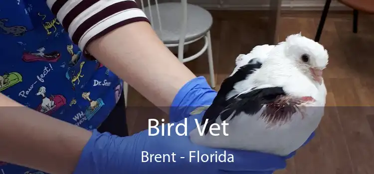 Bird Vet Brent - Florida