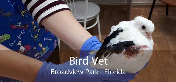 Bird Vet Broadview Park - Florida
