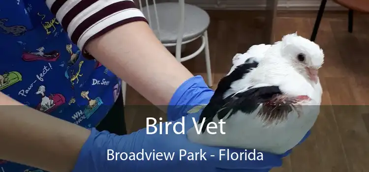 Bird Vet Broadview Park - Florida