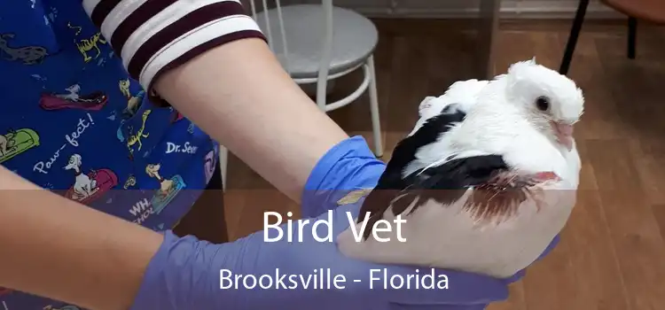 Bird Vet Brooksville - Florida