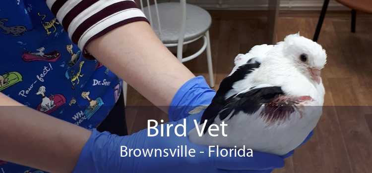 Bird Vet Brownsville - Florida