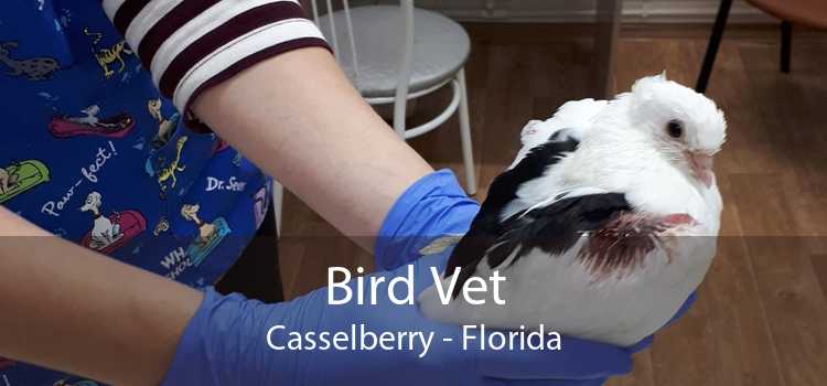 Bird Vet Casselberry - Florida