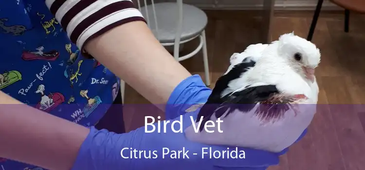 Bird Vet Citrus Park - Florida