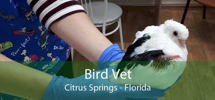 Bird Vet Citrus Springs - Florida