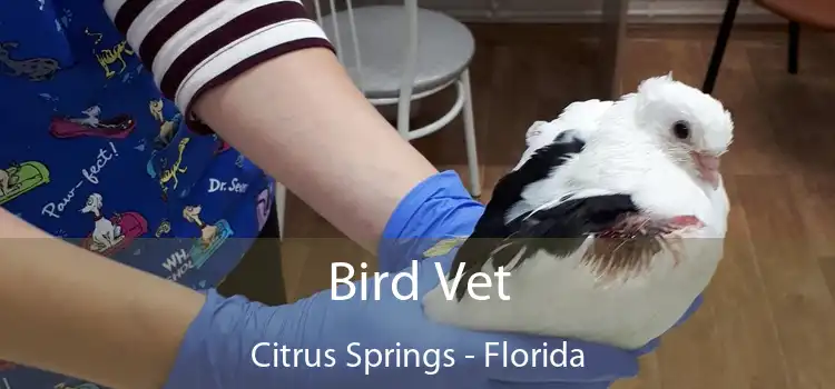 Bird Vet Citrus Springs - Florida