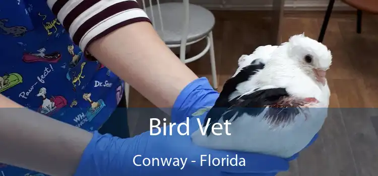 Bird Vet Conway - Florida