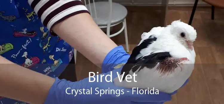 Bird Vet Crystal Springs - Florida
