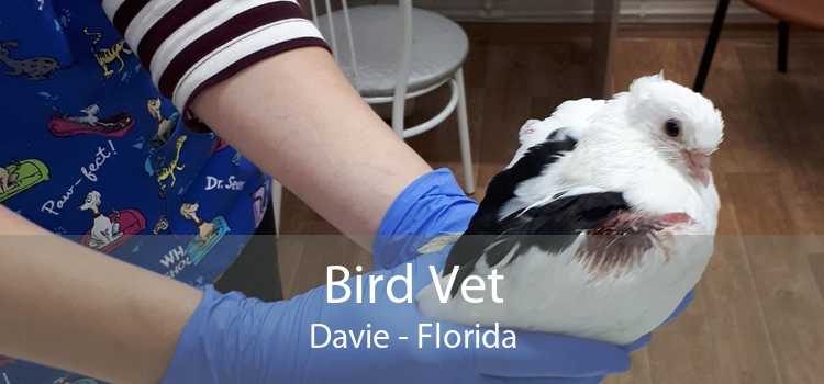 Bird Vet Davie - Florida