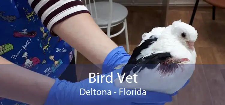 Bird Vet Deltona - Florida