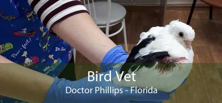 Bird Vet Doctor Phillips - Florida