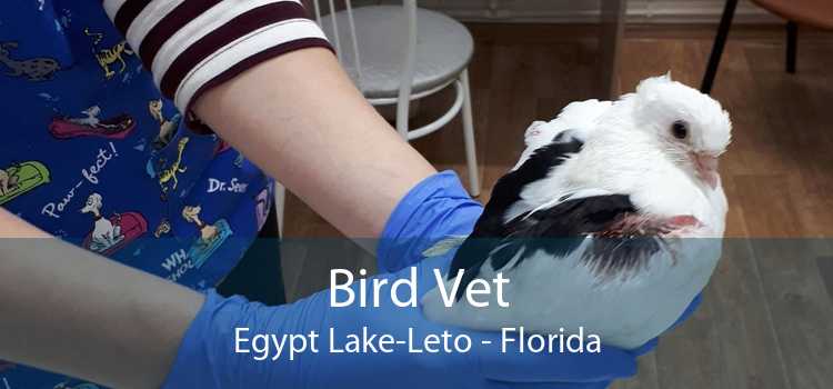 Bird Vet Egypt Lake-Leto - Florida