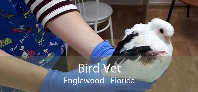 Bird Vet Englewood - Florida