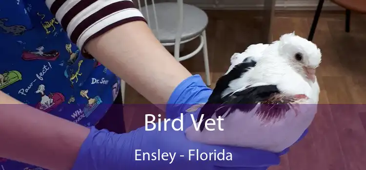 Bird Vet Ensley - Florida