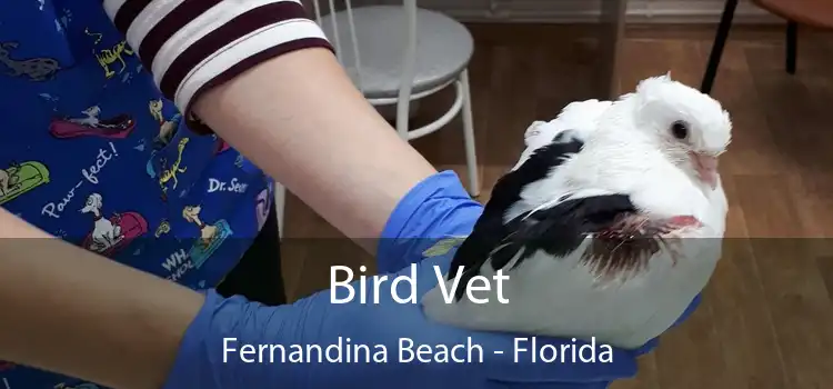 Bird Vet Fernandina Beach - Florida