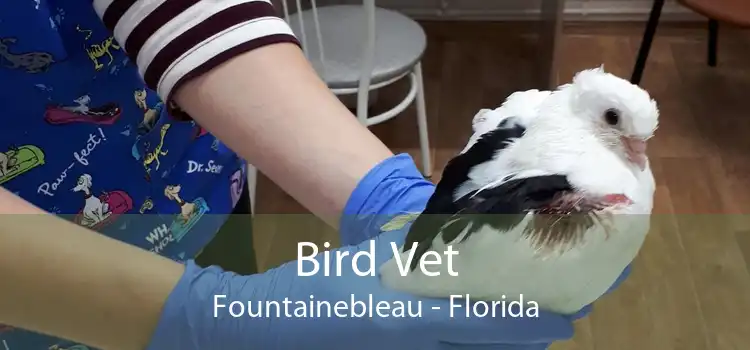 Bird Vet Fountainebleau - Florida