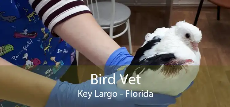 Bird Vet Key Largo - Florida