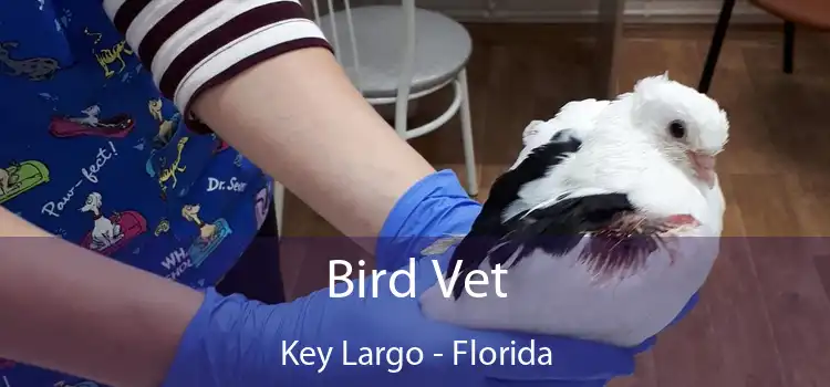 Bird Vet Key Largo - Florida