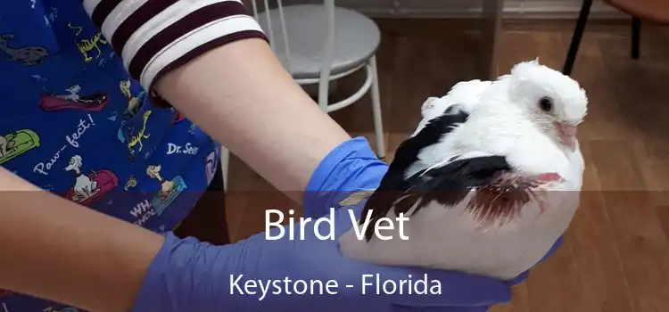 Bird Vet Keystone - Florida